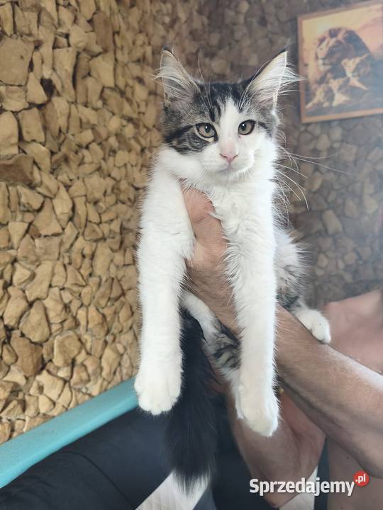 Kocurek Maine coon z rodowodem zaplecze