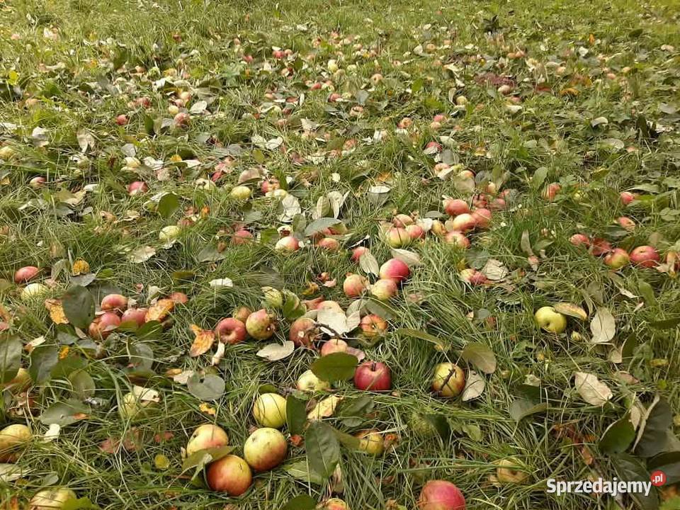 100 NATURALNY SOK JABŁKOWY PROSTO Z WŁASNEGO podlaskie Jaczno sprzedam