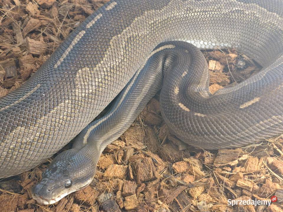 Pyton Królewski Samica Odmiana Barwna Mojave het Zwierzęta Radlin sprzedam