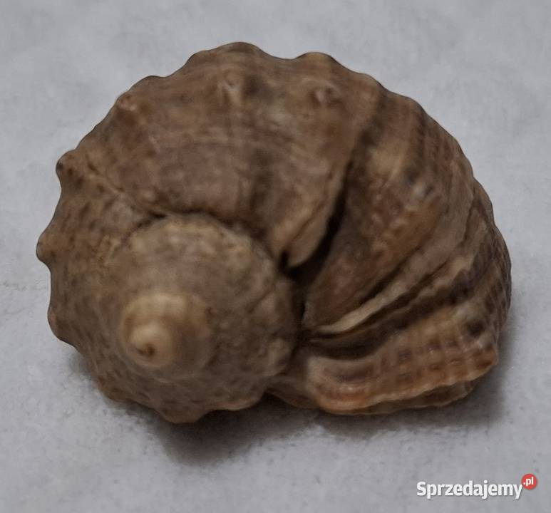 Muszla 58 13 Kreatywne Czeladź sprzedam