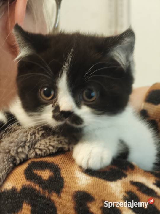 Brytyski krótkowłosy Brytyjski Tarnów