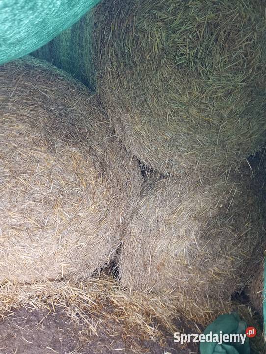 Sprzedam słome prasie Mchele 100 i 90 Burszewo