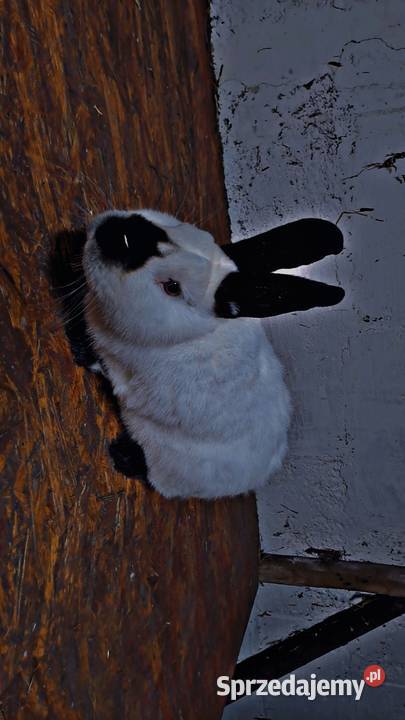 Sprzedam rasowe króliki Jagodniki sprzedam