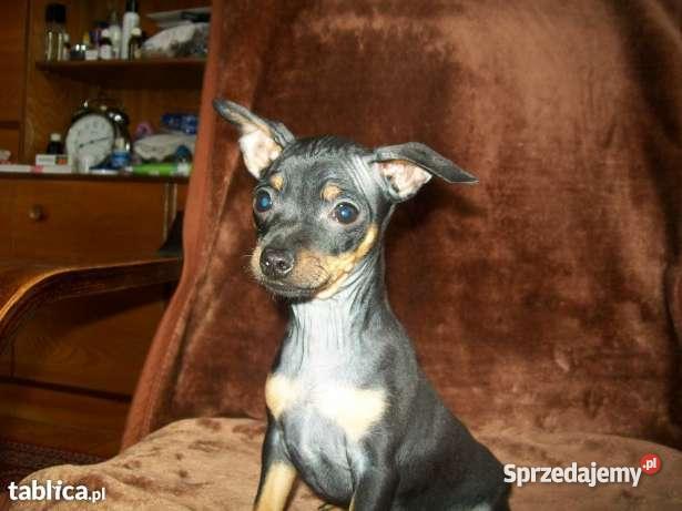 RATLEREK miniaturka Kraków