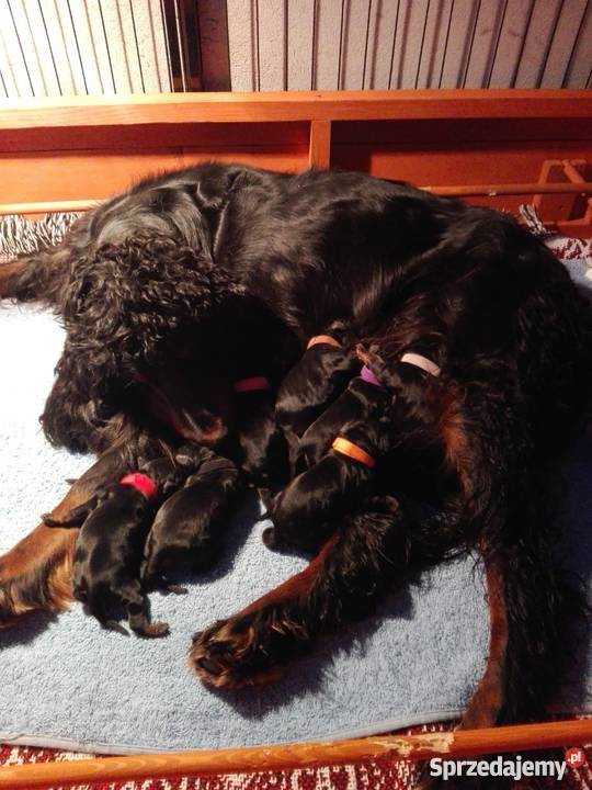 Zapowiedź miotu Seter Szkocki Gordon Jarząbkowice sprzedam