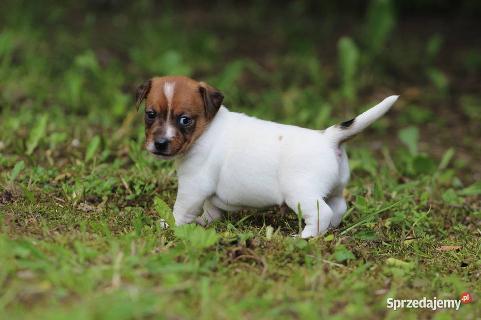 Piesek Jack Russell Terrier krótkowłosy małopolskie Szczucin