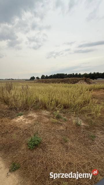 działka budowlana Piotrowice 8 ar z mediami 8000m2