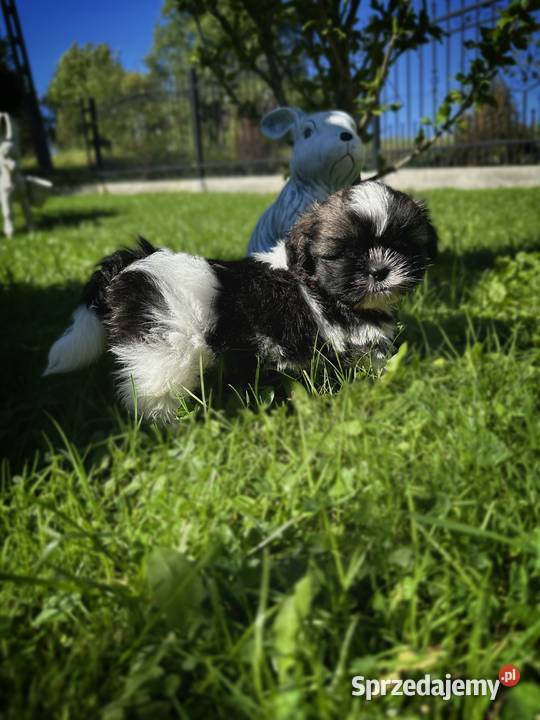 Pieski i Suczki z Rodowodem