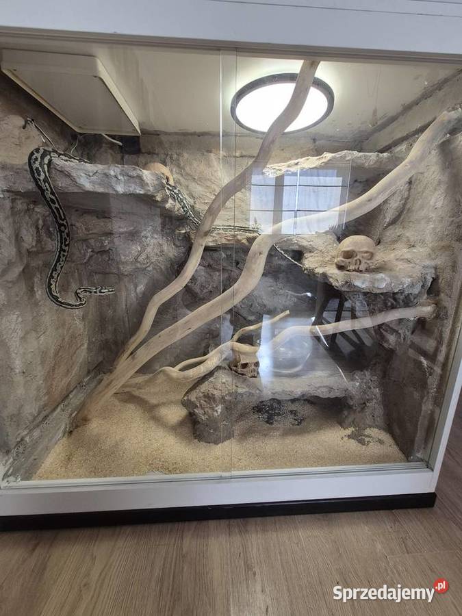 Sprzedam weza razem z terrarium Poznań