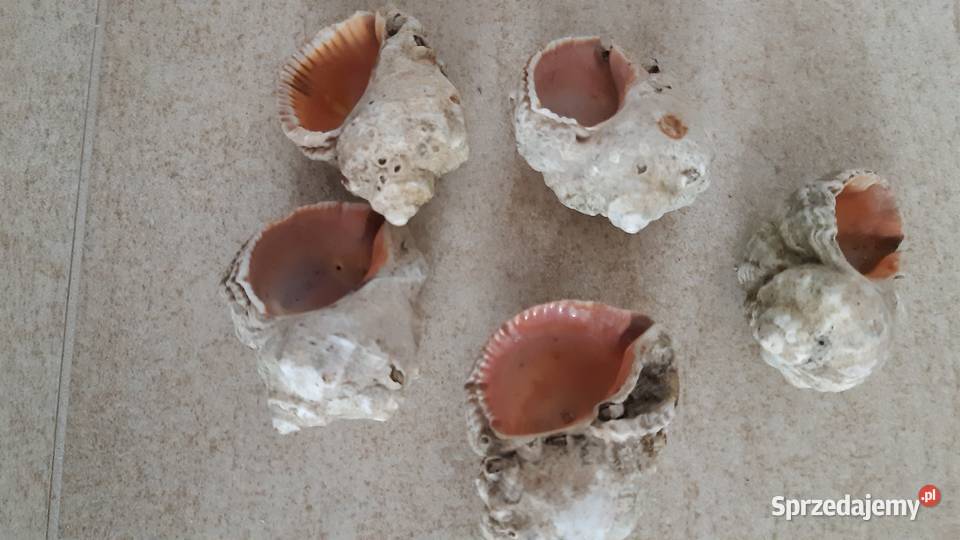 Muszle naturalne wyściełane masą perłową