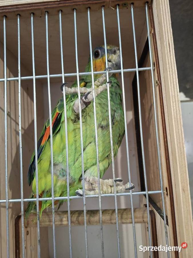 Amazonka kurika venezuelska samiec roczny Zwierzęta sprzedam