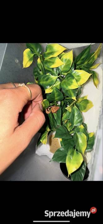 Gekon orzęsiony mazowieckie Łomianki