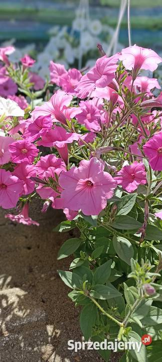 Supertunia Vista pelargonie Mikołów