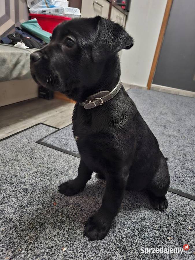 Szczeniaki Cane Corso Cane Corso Radom