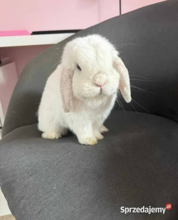 Mini lop wykastrowany legalna hodowla Turek