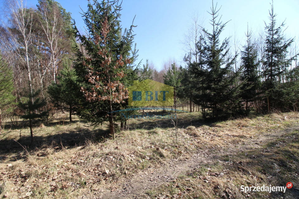 Działka 3002m2 w pięknym miejscu Sprzedaż Dąbrowica