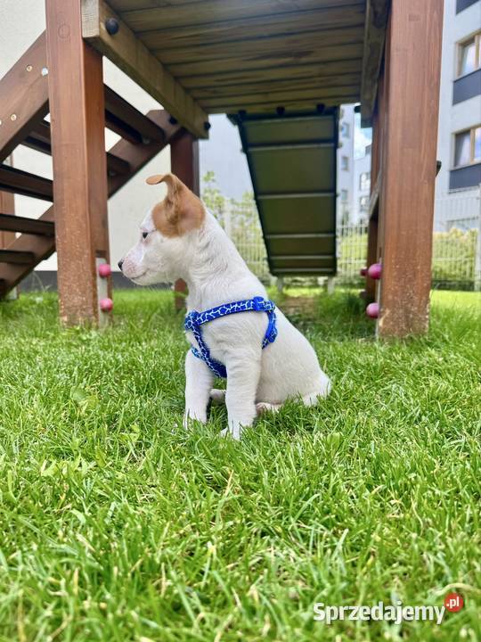 Szczeniaczek Jack Russell Terrier rodowód wielkopolskie Poznań
