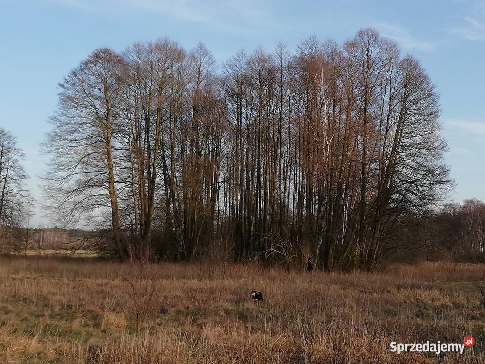 Sprzedam olszynę na pniu Ostrów Mazowiecka
