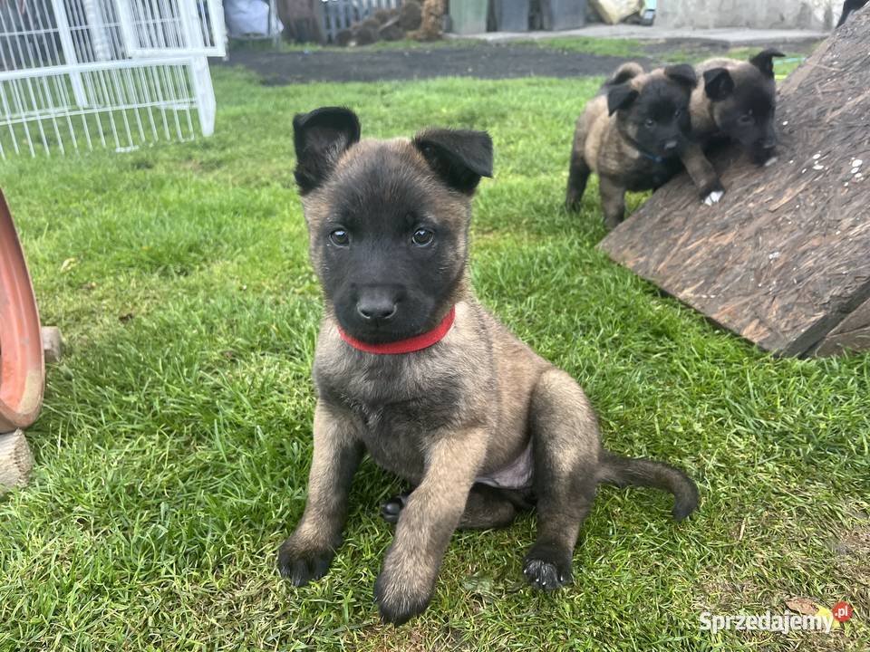 Owczarki belgijskie Malinois