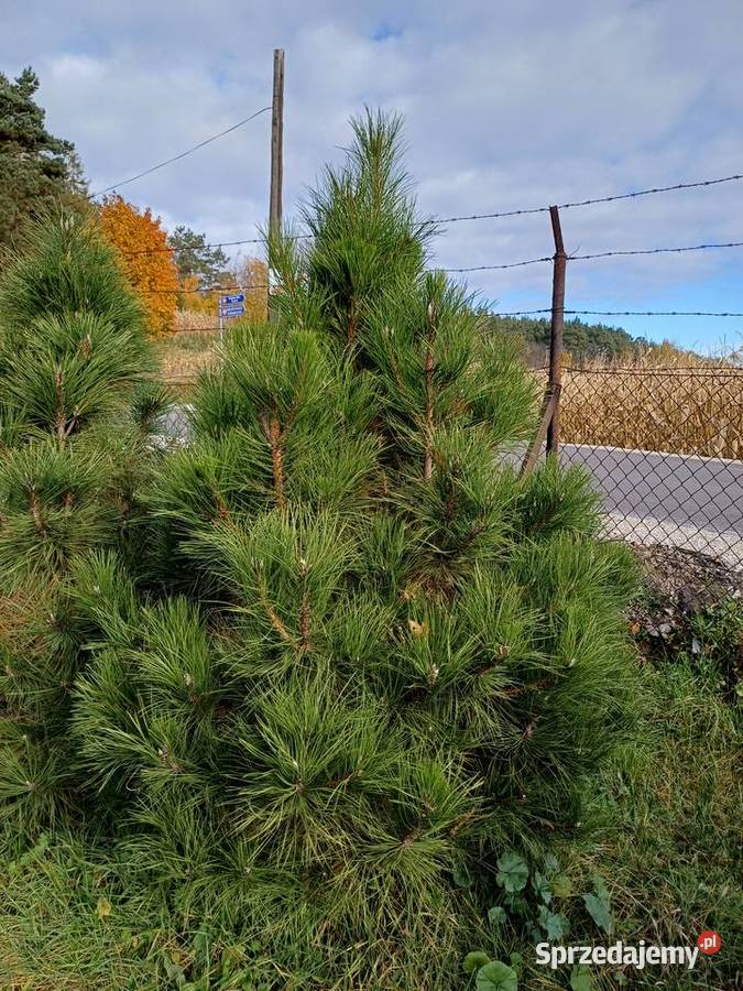 Choinki Świerk Jodła Sosna Iglaste Golub-Dobrzyń