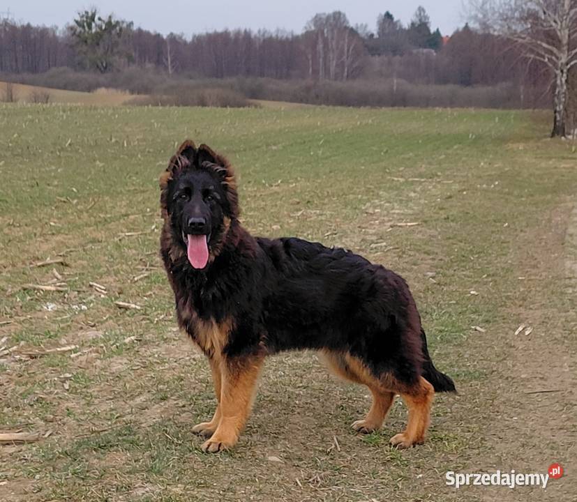 Szczenięta Owczarek Niemiecki Długowłosy Grzęby