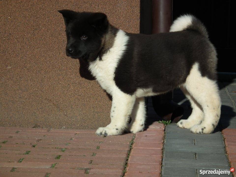 akita amerykańska Płońsk