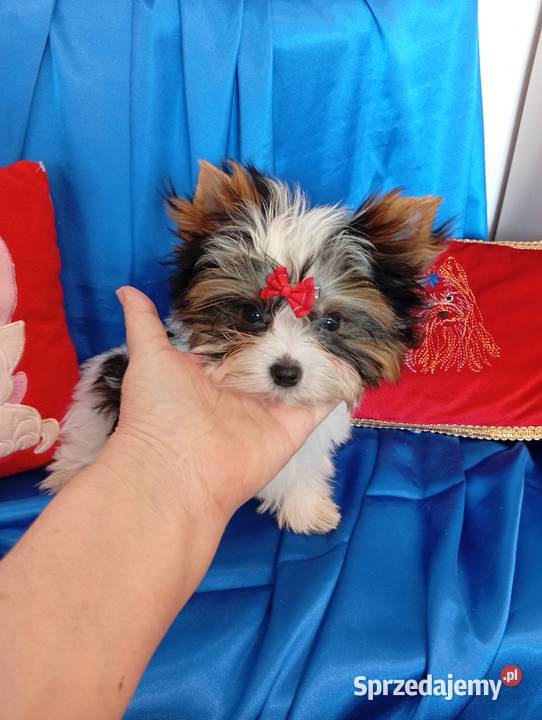 Mini samczyk ok130150 Biewer Yorkshire terrier