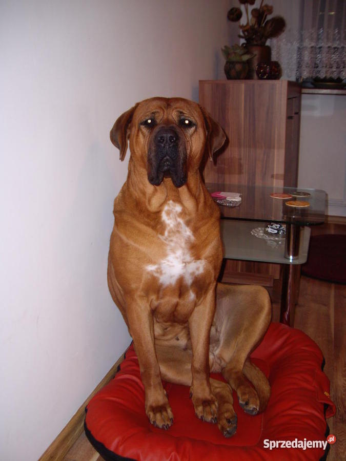 szczeniaki TOSA INU Żary