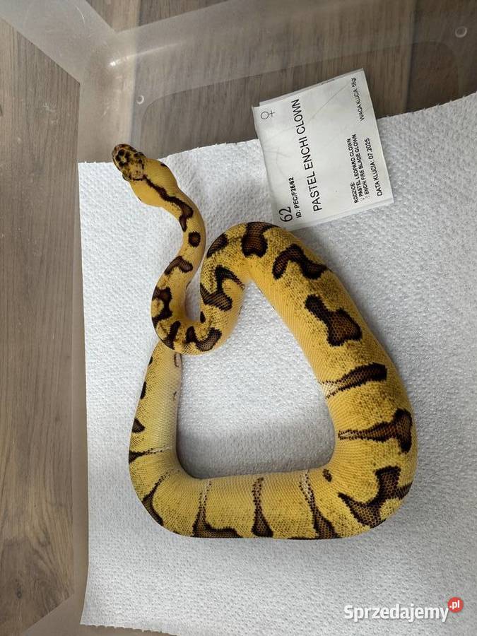 Python Królewski Regiusy młode z 2026r kujawsko-pomorskie Bydgoszcz