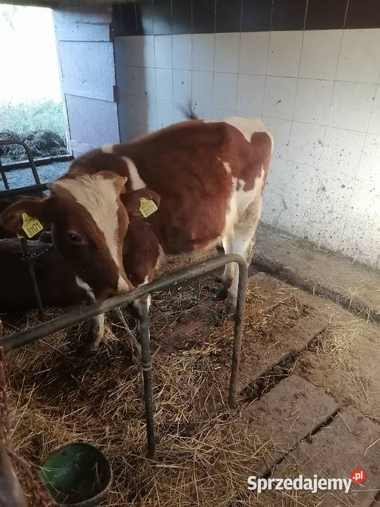 Byk małopolskie Nowy Sącz
