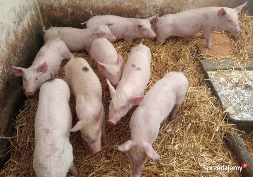 Prosięta prosiaki warchlaki 10 sztuk Strzałkowo