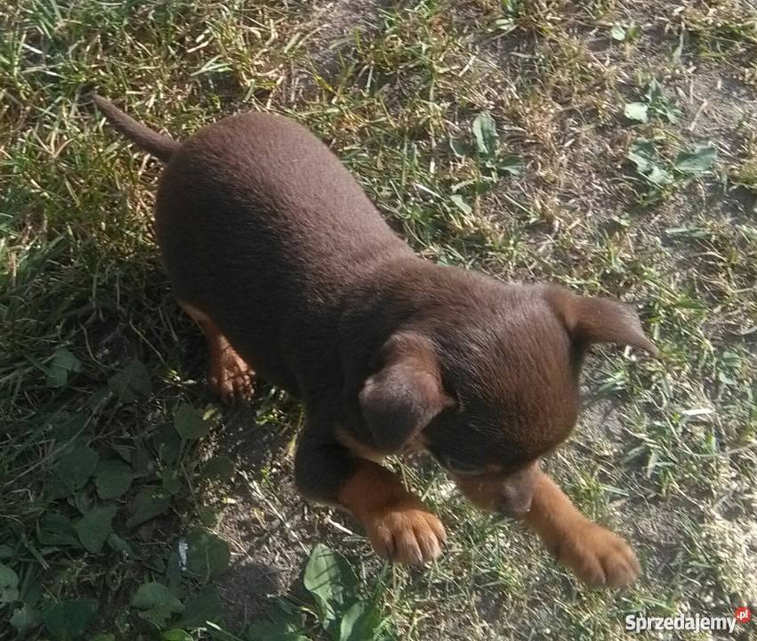 Pinczer miniaturowy Zwierzęta Poznań