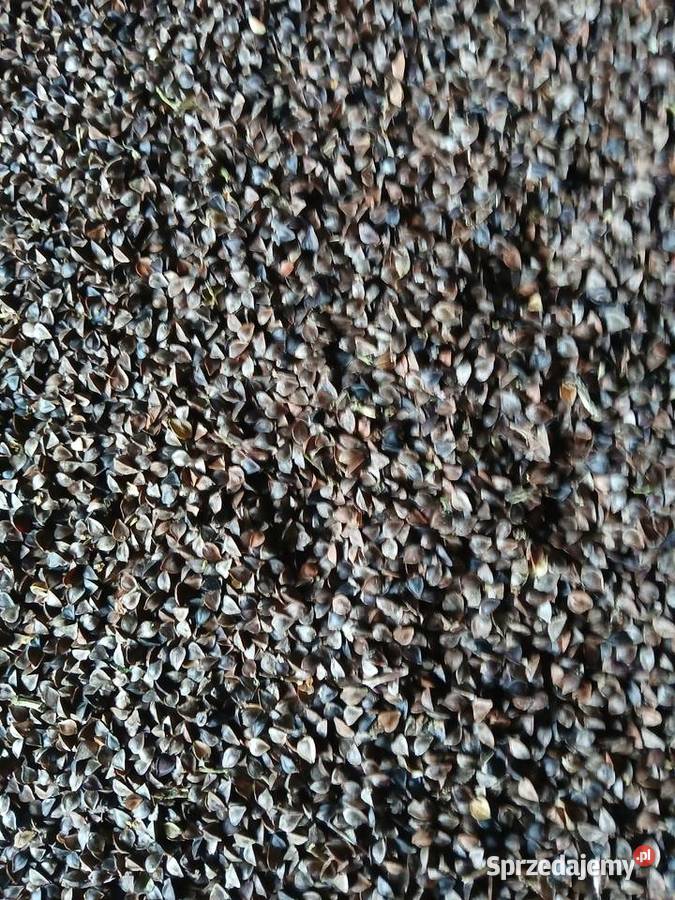 Gryka zbiór 2025 Staroźreby