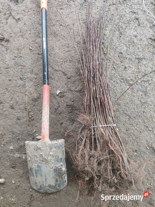 Sadzonki aronii Pozostałe lubelskie