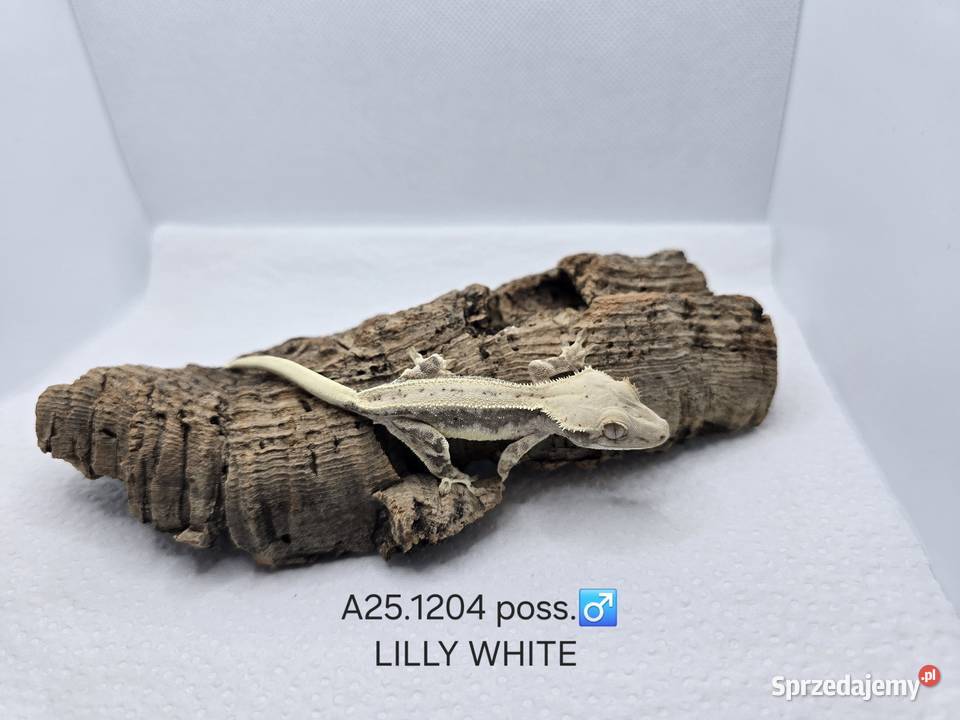 Gekony orzęsione Zawiercie