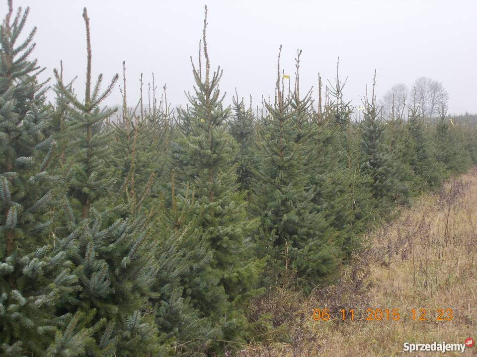 CHOINKI JODŁA ŚWIERK DONICZKA CIĘTY Mszczonów