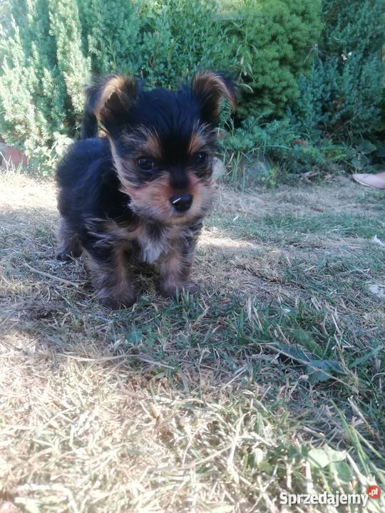 Sprzedam miniaturkę yorka 8 tygodni Lublin