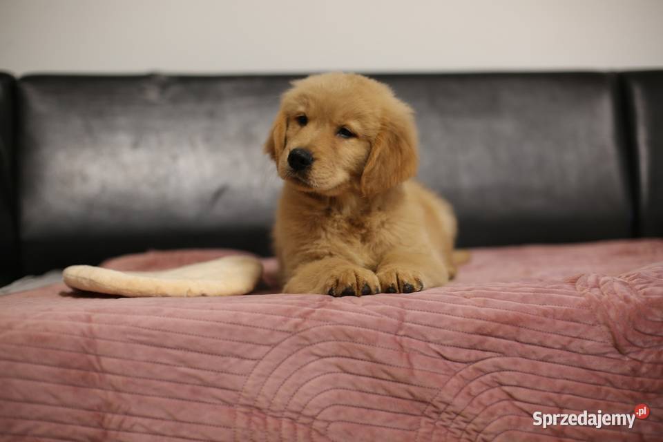 GOLDEN RETRIEVERtyp amerykański ZKwPFCI mniejsze dolnośląskie Wrocław