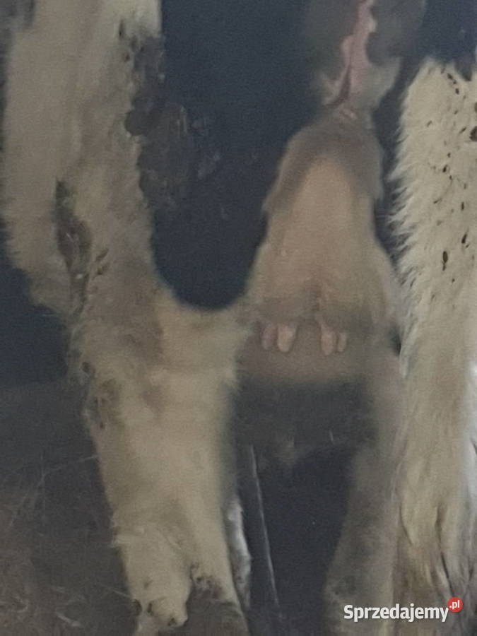 Jałówki Cielne HF 100 z pod oceny małopolskie Ciche sprzedam