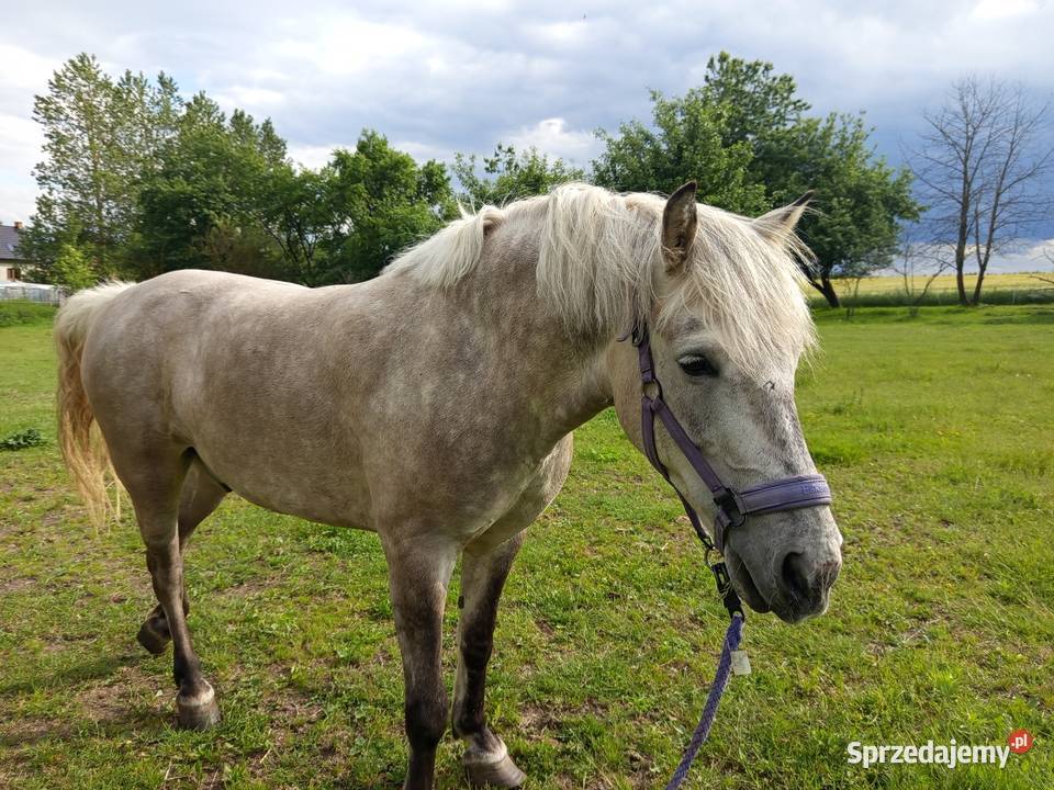 Wałach konik polski Sławno
