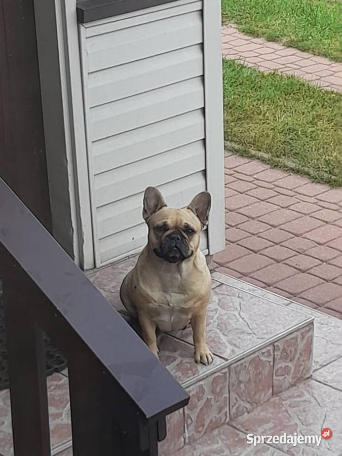 Buldog francuski suczka podlaskie Augustów