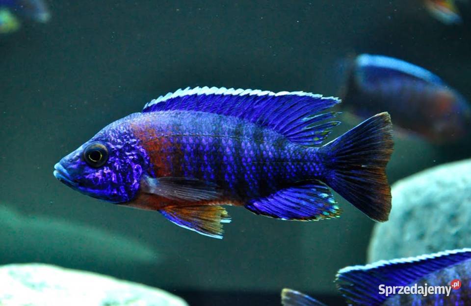 Aulonocara hansbaenschi RED FLUSH WYSYŁKA NA pomorskie Gdańsk