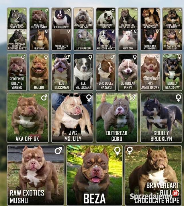 American Bully Pocket Gdańsk