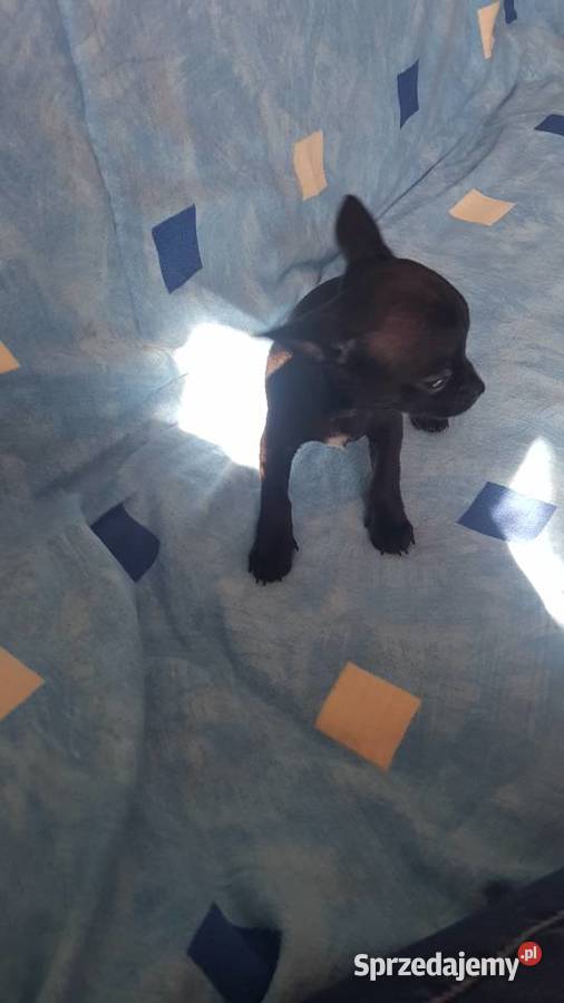 Chihuahua pieseksuczka Ciechanów
