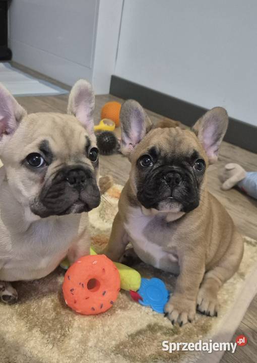 Buldog francuski szczeniaczki Buldog Czyżeminek sprzedam