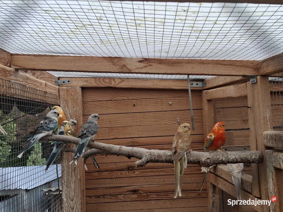 Papugi świergotki Stanisławów