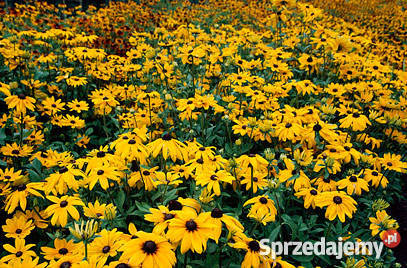 HIT Rudbekia dwubarwna Indian Summer 1 Poznań
