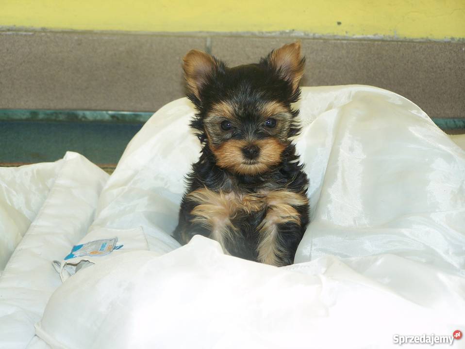 piękne yorki szczeniaczki Psy