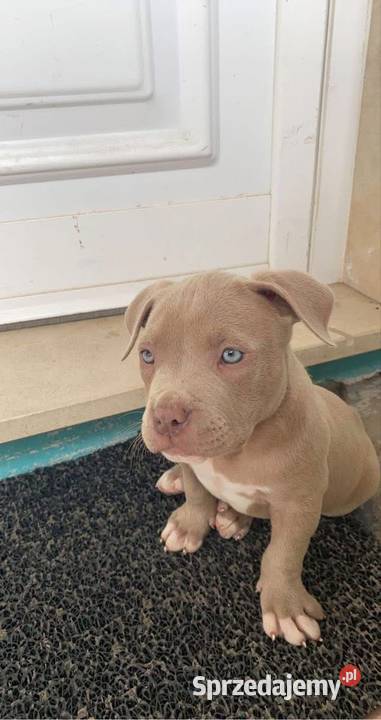 Piekne Amstaffy Amstaff Lublin