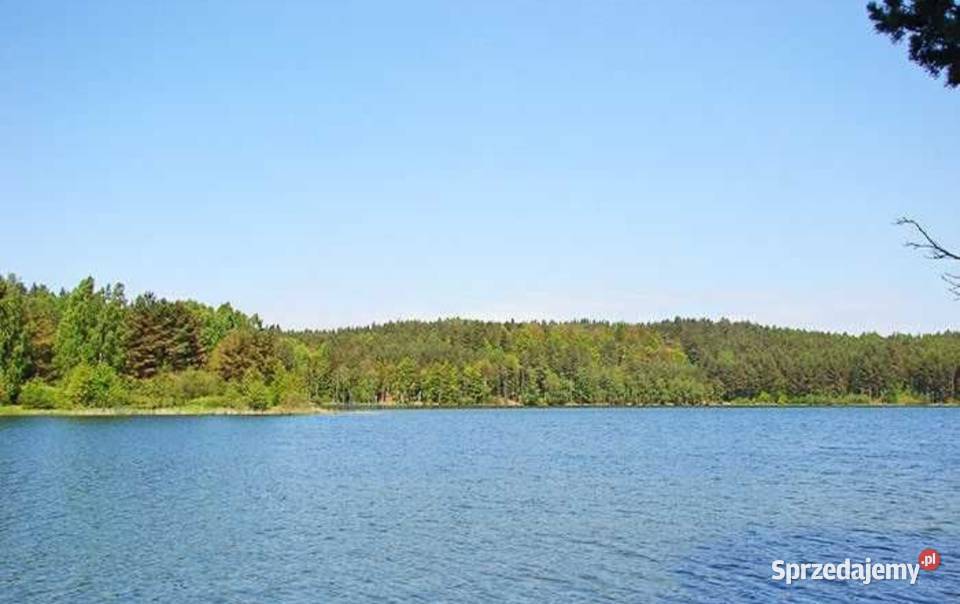 Sprzedam las Bartoszylas gm Stara Kiszewa 15981m2 warmińsko-mazurskie Elbląg